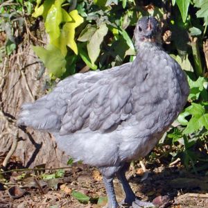 Then at 8 weeks the move to the "big bird" pen with an acre of pasture to run around in.