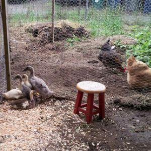 Ducks and two of the neighbors' three chickens. 
From L to R: Tina Ray Charles, Bettie, Etta, Miss Otis, and Thelma in the front.