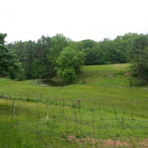 View of naturally filtered pond