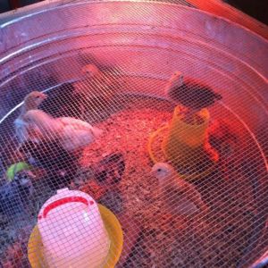 Guess who rules the roost...