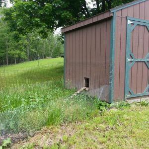 Chicken Coop