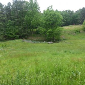 Pond and horse pasture