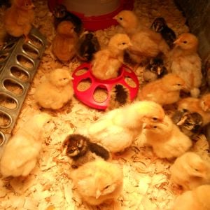 this spring's chicks