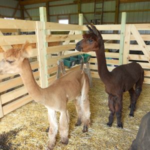 Carmello (left) & Whirly (right) after being sheared