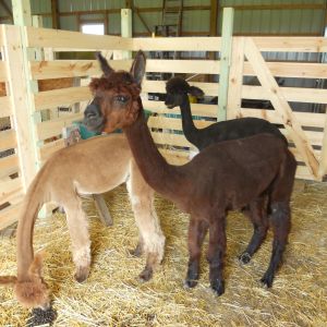 alpaca necks amaze me!