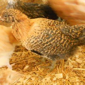 Easter egger?  The hatchery calls it an "araucana ameraucana-strain"