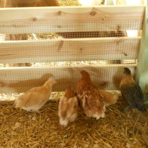 The chicks are really curious what the alpaca is eating on the other side of the fence.