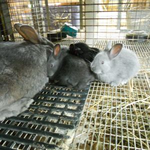 Silver Fox babies about 4 weeks old.  The mom & 2 babies are the blue variety.  Her other babies are black.