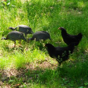 3 Guineas & 2 Australorps