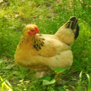 Priscilla....She is a Buff Brahma.