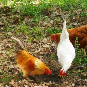June, Louise & Ruby (June is the lil rooster w/ the blue tail feathers, he is a mix bantam) (Louise- is the white one, she is a leghorn) ( Ruby- is the red one and she is Buff)