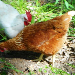 Ginger- she is a Buff & Louise- Leghorn