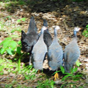 3 Pearl Guineas & 2 Black Australorps