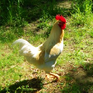 Foghorn Leghorn- he is our main Rooster! Such a Handsome fella :)