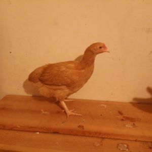 Ping, a.k.a. Biscuit, a Buff Orpington pullet approximately 9 weeks old.