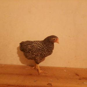 Freda, a Dominique pullet approximately 6 weeks old.