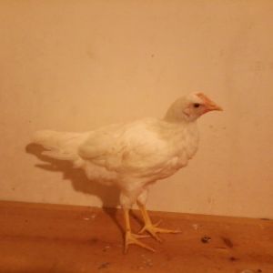 Nugget, a White Leghorn pullet approximately 9 weeks old.