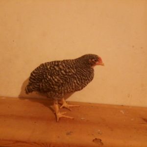 Odell, a Dominique pullet approximately 6 weeks old.
