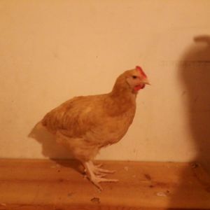 Okay Dokay, a Buff Orpington cockerel approximately 9 weeks old.