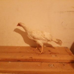 Raggedy Ann, a White Leghorn pullet approximately 15 weeks old.