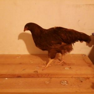One or our Rhode Island Red pullets approximately 15 weeks old.
