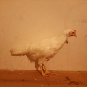 Snow, a White Leghorn pullet approximately 9 weeks old.