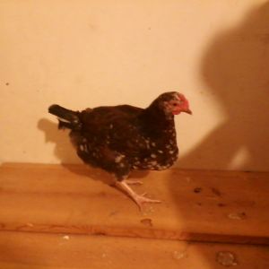 A Speckled Sussex pullet approximately 15 weeks old.