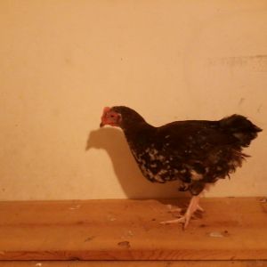 Another Speckled Sussex pullet approximately 15 weeks old.