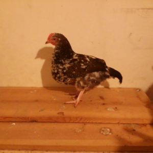 Our other Speckled Sussex pullet approximately 15 weeks old. Two of these look similar and the other is noticeably different. Could the one be a roo? (Hopefully not the other two.)