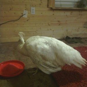 Peahen with droopy wings. :(