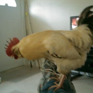 merlin likes to roost on my legs he also likes cow boy movies