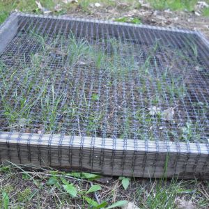 This is how I give my girls some grass.  Its made from 2x4's=4x4 feet square w/ 1x1 deer netting from Lowes on top.  I lay it down where I want it, w/ bricks in the center, to keep the girls from stretching the screen apart when they get on top.  I sprinkle loam into it and then I sprinkle in some grass seed.  Water n wait, and in a few weeks their eating what's sprouting threw and as it grows they keep it trimmed!  I pick up and carry to another spot once I want to give them the royal treatment!