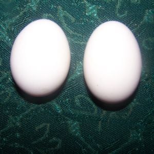 comparing silkie eggs from 2 different hens