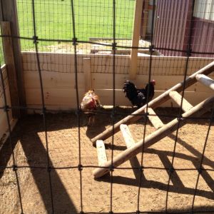 The 2 roosters Starsky and Hutch using the outdoor portion of our coop.