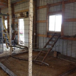 This is the inside coop where our roosters are roosting.