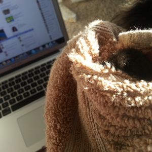 Snoodled up silkie after a butt cleaning!