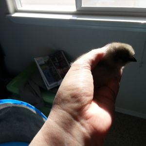 My lightest little baby.