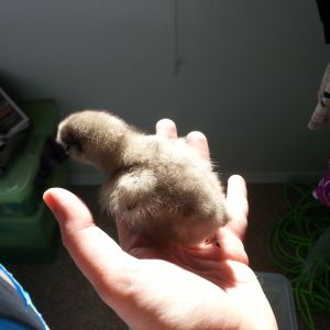 Lightest little baby.