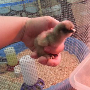 Lightest little baby.