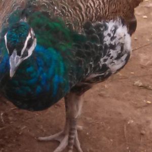 New peacock from Read Mountain Peafowl...
look close at the neck and you can see the 'scaling'..
there is a lack of yellow near eyes