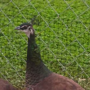 One of three new peahens..
her neck is also 'scaley' and
all are just under 1 year or age