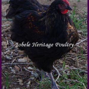 My black Jubilee Rooster that I produced.