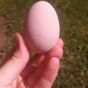 We believe this is Ladyhawk's first egg, significantly pinker than what we've had the past week. Ladyhawk is our Easter Egger =)