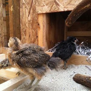 Chicken TV!  The best viewing experience!