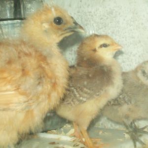 The 2 week old Silkie mamma and 2 Favacauna chicks.
