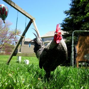 Checkers the barred OEGB