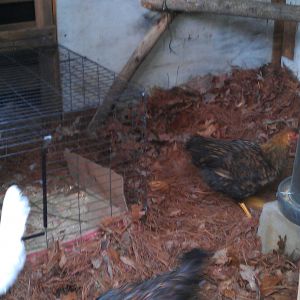 Interior and chickens in! Branch roost that the won't use.