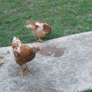 " Hey Ma, do you have any worms for me!?"