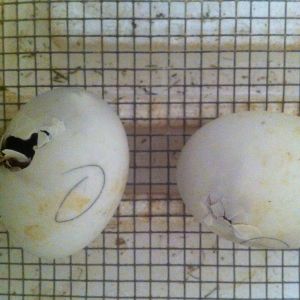 duck eggs hatching