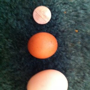 the bottom egg is a bantam egg and the egg above it is one of our Welsummer eggs this egg is smaller than any egg we have ever gotten